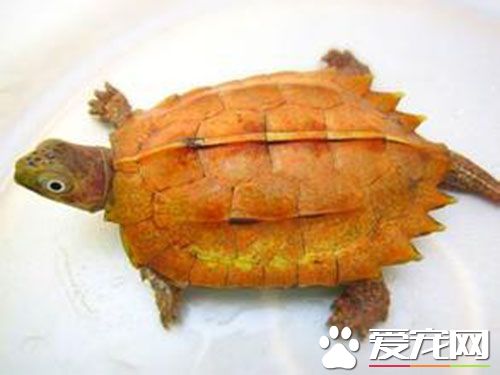 楓葉龜怎麼樣 楓葉龜喜歡吃鮮活的各種小蟲子