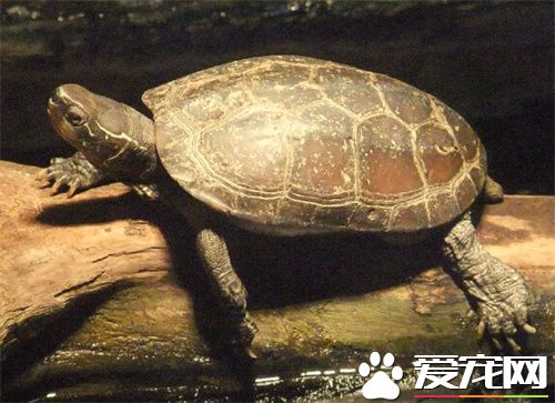 亞洲巨龜怎麼樣 亞洲巨龜飼養食物和環境
