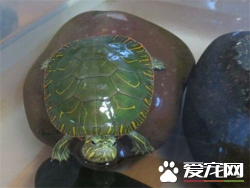 西部錦龜可以深水養嗎 西部錦龜的飼養