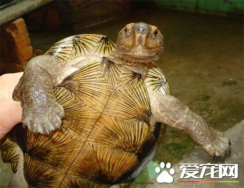 亞洲巨龜飼養 飼養亞洲巨龜需要的環境
