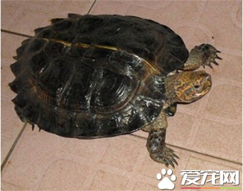 亞洲巨龜好養嗎 亞洲巨龜飼養需要注意的要點