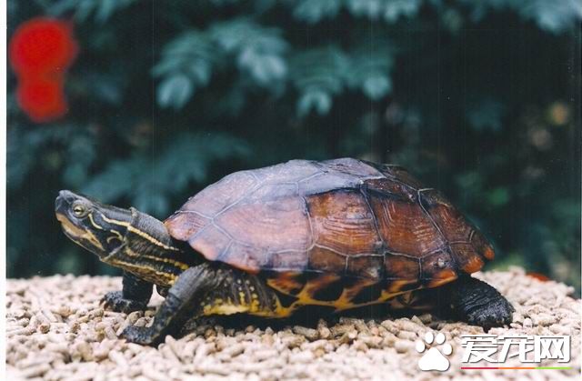 中華花龜怎麼分公母 雄龜較小背甲色較黑