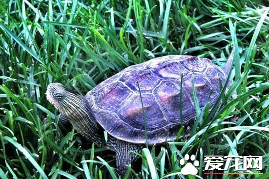 中華花龜能吃嗎 一般都是當寵物龜飼養