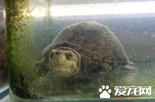 麝香龜如何分公母 麝香龜公龜的尾巴很長