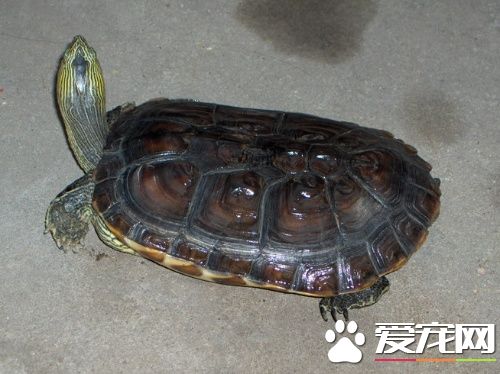 中華花龜養殖 中華花龜的飼養以及管理