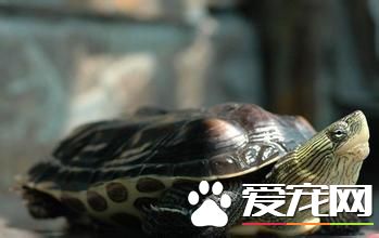 中華花龜如何過冬 中華花龜冬眠時間