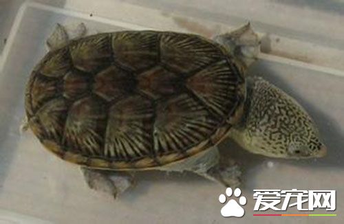 麝香龜生長速度 麝香龜到底能長多大
