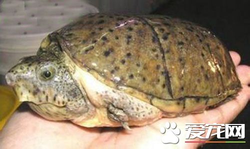 麝香龜冬眠 麝香龜會進入水底污泥中冬眠