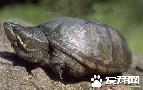 麝香龜水溫 麝香龜最適宜的水溫是15到29度