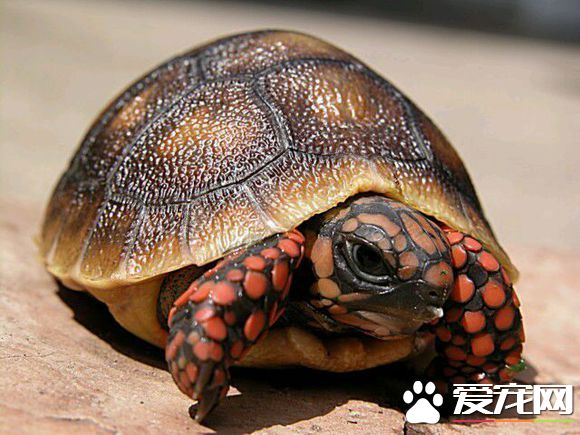 紅腿陸龜吃什麼 紅腿陸龜主食為草食