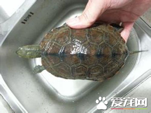 日本石龜對水質要求高嗎 對水質要求不高