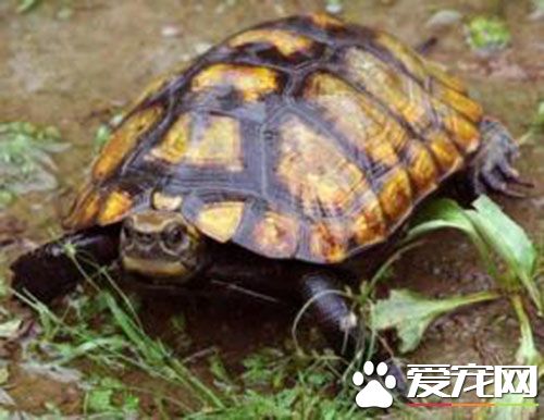 日本石龜繁殖 需要經過3-5年才能性成熟