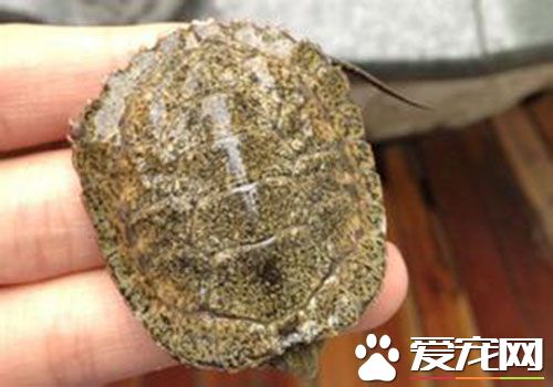 日本石龜冬眠 日本石龜冬眠可以采用兩種方式