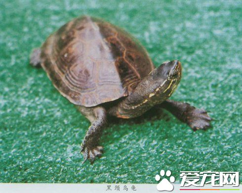 黑頸烏龜可以在水底呆多久 適合潮濕溫熱的氣候