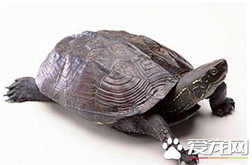 中華草龜冬天怎麼養 注意溫度不要低於6度