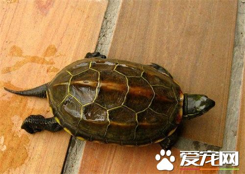 中華草龜怎麼冬眠 清明節左右開始出眠活動