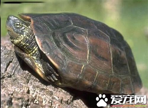 養中華草龜放多少水 養中華草龜對水質的要求