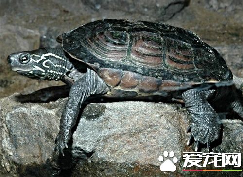 最大的中華草龜 中華草龜體長約在28cm左右