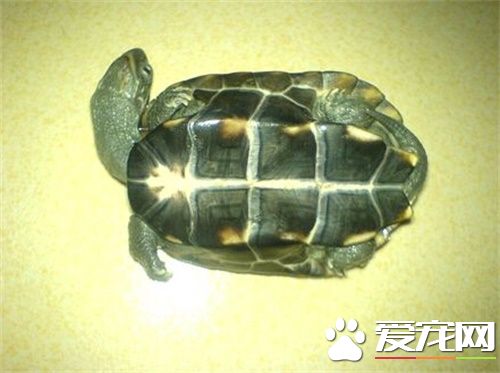 中華草龜好養嗎 養中華草龜水質管理