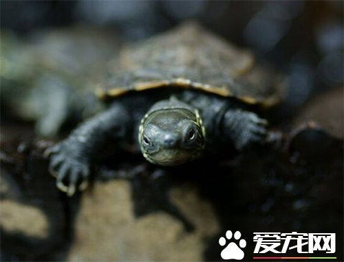 中華草龜繁殖 中華草龜繁殖如何擇龜
