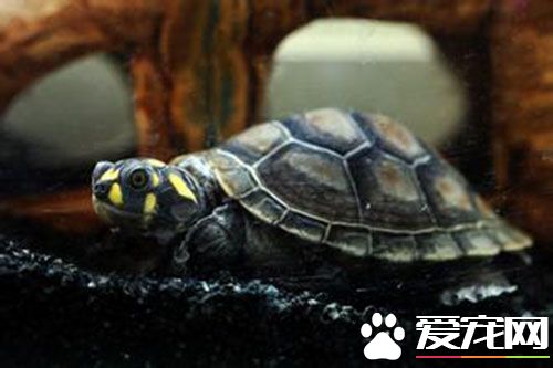 黃頭側頸龜怎麼分公母 可以通過尾巴來區分