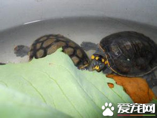 黃頭側頸龜不吃東西 造成不吃食的原因