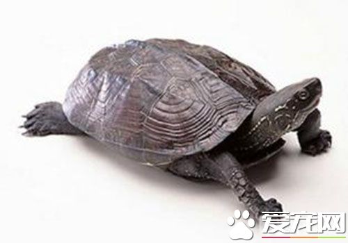 中華草龜如何養 需要創造一個有水的環境