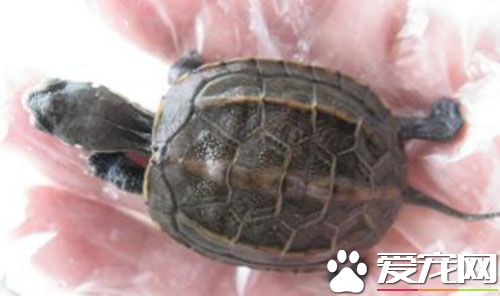 中華草龜能長多重 完全成熟體公龜250克左右