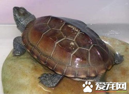 中華草龜不吃東西 有可能是生病導致的