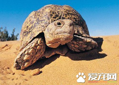 豹紋陸龜飼養環境 箱子盡量選用大的