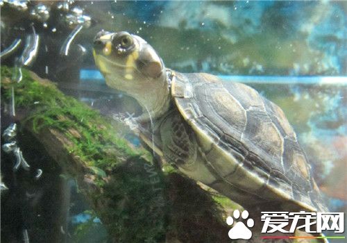 黃頭側頸龜混養 黃頭側頸龜混養需要注意事項