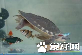 豬鼻龜飼養溫度 豬鼻龜適宜溫度在25~31℃