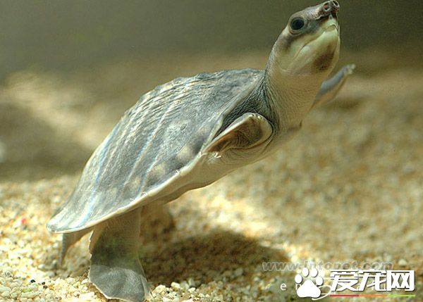 豬鼻龜怎麼繁殖 旱季是豬鼻龜的繁殖季節