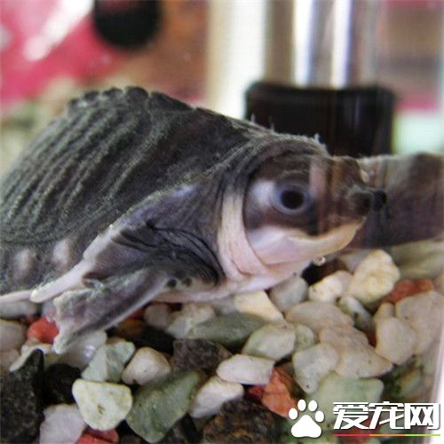 豬鼻龜會凍死嗎 豬鼻龜喜歡的生存環境