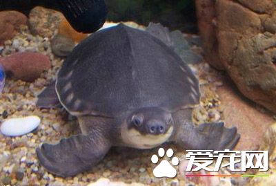 豬鼻龜吃什麼長的快 豬鼻龜是典型的雜食動物