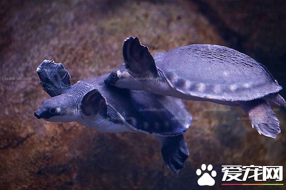 豬鼻龜能長多大 豬鼻龜體重一般在18到22千克
