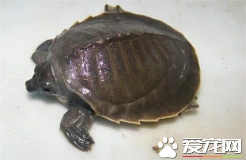 豬鼻龜的生長速度 和鱉和龜的區別有哪些