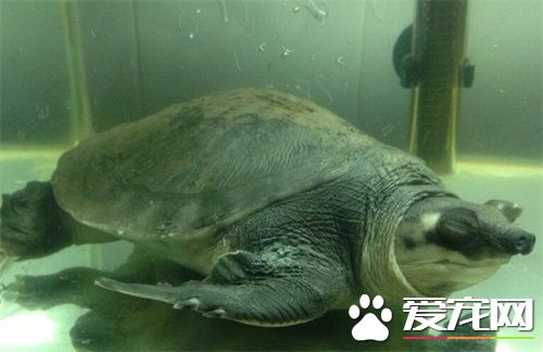豬鼻龜適宜溫度 豬鼻龜的生活環境以及水質