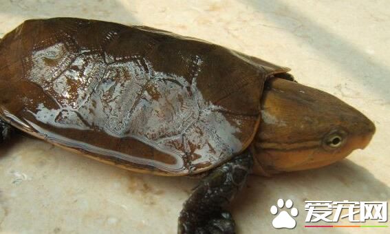 鷹嘴龜怎麼繁殖 前期繁殖以及場地的設備需要
