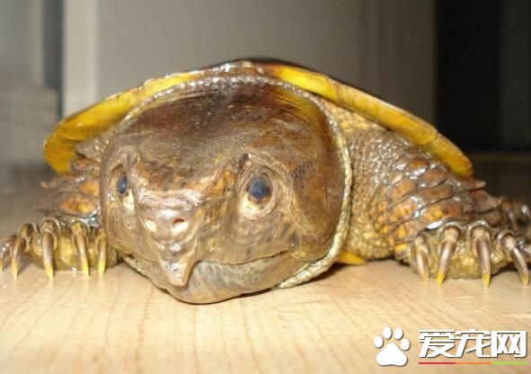 鷹嘴龜可以干養嗎 鷹嘴龜的飼養環境是怎樣的