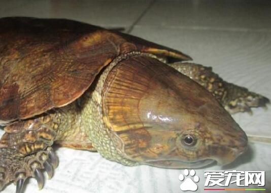 最大的鷹嘴龜 形態特征以及具體多大的體積
