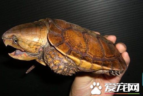 鷹嘴龜好不好養 這種龜的日常管理及養護