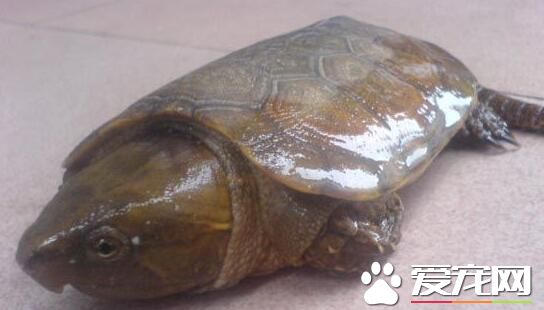 鷹嘴龜的生活習性 鷹嘴龜食性和捕食行為