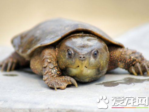 鷹嘴龜家庭養殖 鷹嘴龜的喂食以及品性