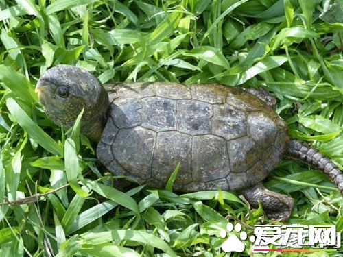 鷹嘴龜喂養 鷹嘴龜的水養環境如何開食