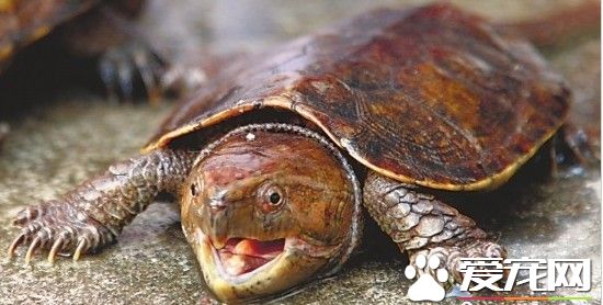 鷹嘴龜的壽命有多長 如何飼養鷹嘴龜更好
