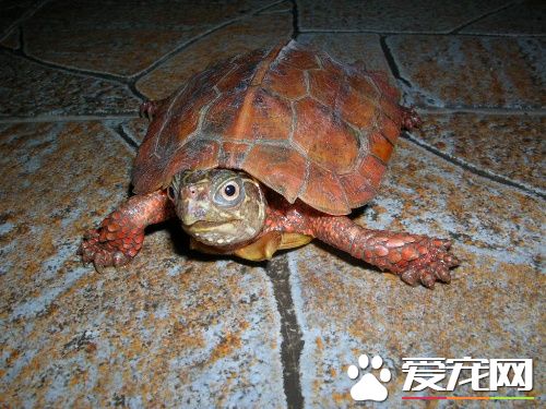 陸棲龜類的飼養管理 烏龜飼養管理注意事項