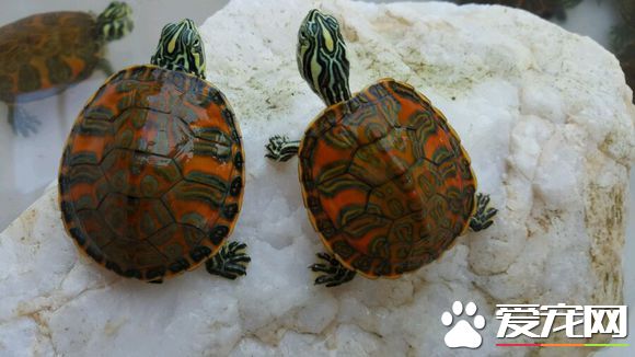 火焰龜的家庭飼養 最適宜的水溫25℃左右