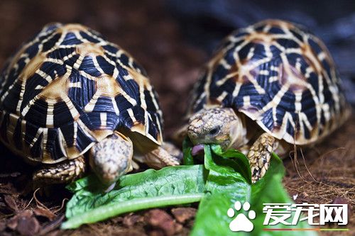 印度陸龜的家庭飼養 最適生長溫度為22～32℃