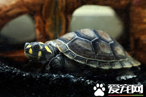 黃頭側頸龜的家庭飼養 可投喂鮮嫩的菜葉瓜果